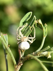 Zygometis xanthogaster