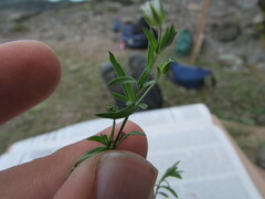Arenaria lycopodioides