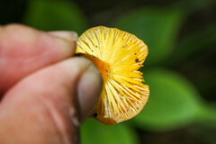 Hygrocybe ceracea
