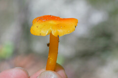 Hygrocybe ceracea