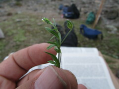 Arenaria lycopodioides