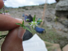 Arenaria lycopodioides