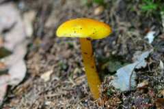 Hygrocybe ceracea