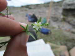 Arenaria lycopodioides