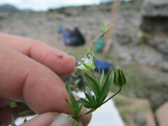 Arenaria lycopodioides