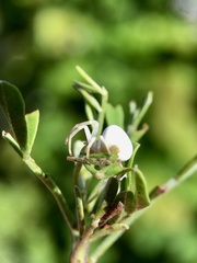 Zygometis xanthogaster