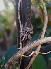 Megafreya sutrix