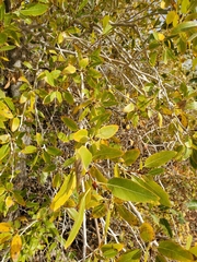 Populus angustifolia