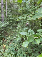 Cornus alternifolia