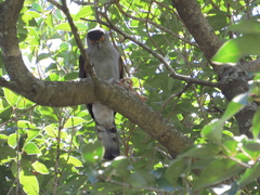 Accipiter bicolor