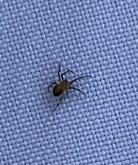 Eriophora ravilla