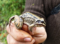 Leptodactylus mystacinus