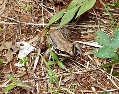 Leptodactylus mystacinus