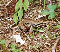 Leptodactylus mystacinus
