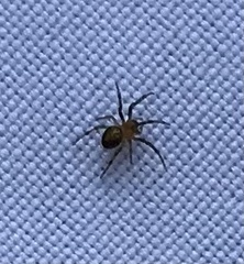 Eriophora ravilla
