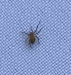 Eriophora ravilla