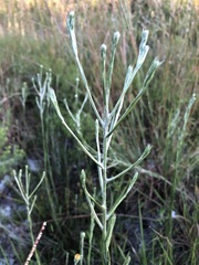 Pityopsis tracyi