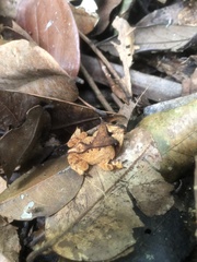 Proceratophrys laticeps