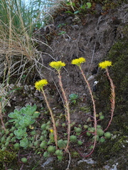 Petrosedum forsterianum
