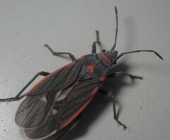 Melacoryphus lateralis