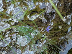 Phyteuma hemisphaericum