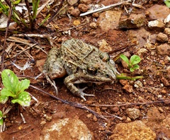 Leptodactylus fuscus