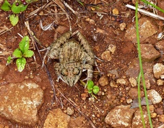 Leptodactylus fuscus