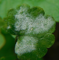 Neoerysiphe galeopsidis