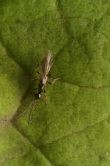 Exallonyx