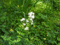Thalictrum przewalskii