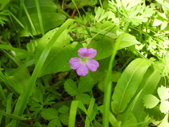 Geranium pylzowianum