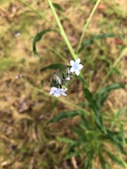 Cynoglossum australe