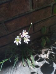Nothoscordum gracile