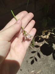 Nothoscordum gracile
