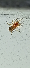 Dysderidae