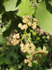 Parthenium fruticosum