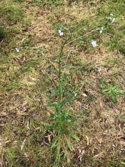 Cynoglossum australe