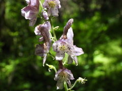 Aconitum sinomontanum