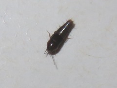 Habrocerus capillaricornis