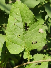 Parthenium fruticosum
