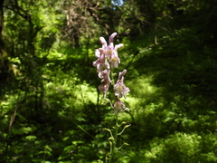 Aconitum sinomontanum
