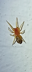 Dysderidae
