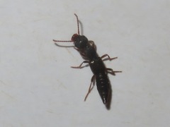 Rugilus rufipes