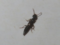 Rugilus rufipes