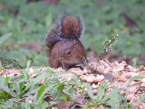 Deppe's Squirrel