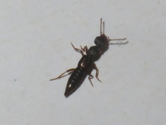 Rugilus rufipes