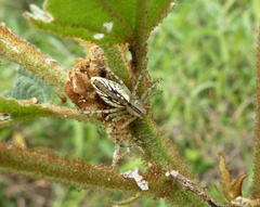 Peucetia rubrolineata