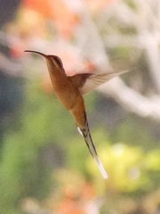 Phaethornis pretrei