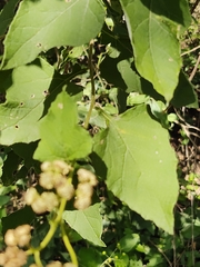 Parthenium fruticosum