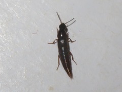 Quedius maurorufus